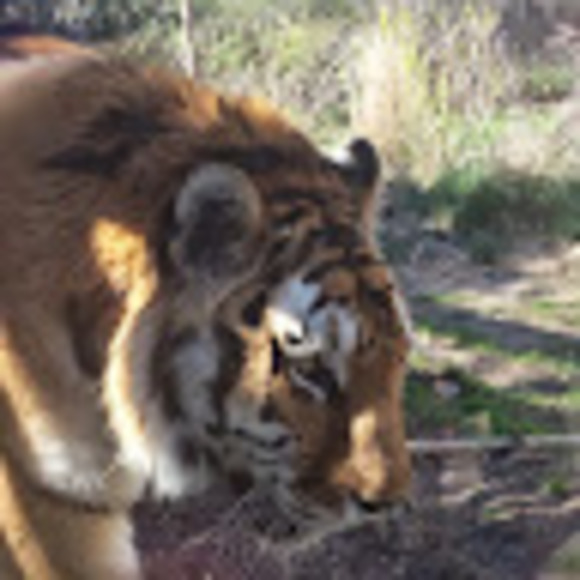 Profile Picture of Tammy Foster (@tammyfoster132) on Poshmark