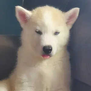 Profile Picture of Brad Cox (@@bradcox03) on Tiktok