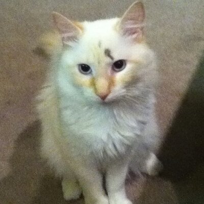 Profile Picture of Corey Faith Wallace (@@FaithCorey) on Twitter