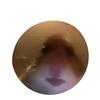 Profile Picture of Nicholas Lopez (@@nicholaslopez2012) on Tiktok