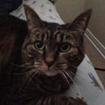 Benjamin Hunt - Instagram Profile Picture of Benjamin Hunt (@benjaminhunt_meow) on Instagram