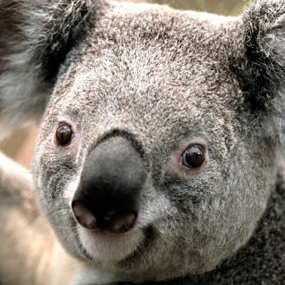 Profile Picture of Colin Bradbury (@colinrbradbury) on Poshmark