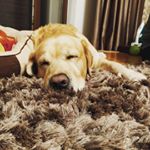 Profile Picture of Bogdan Radulescu (@bogdan.radulescu) on Instagram