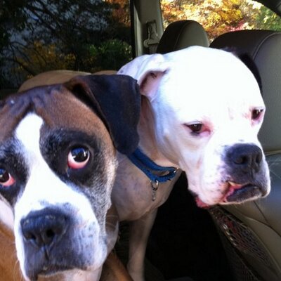 Profile Picture of Debbie Morrissey (@murphysmo) on Twitter