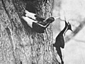 Profile Picture of Ivory-billed woodpecker - Wikipediaon Wikipedia