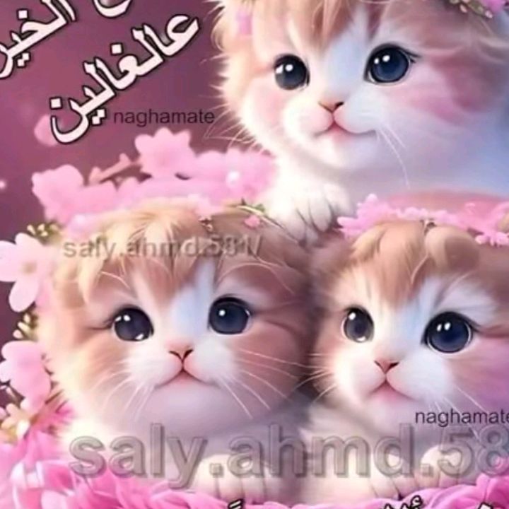 Profile Picture of Jason Cell (@jason.cell) on Tiktok