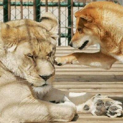Profile Picture of ペロた 🍌 🦴 🍎 🌲 🍍 🌴 🍄 🌋 🌺 ⛄️ 🥚 (@perota69) on Twitter