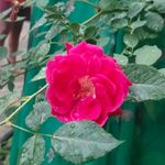 Profile Picture of Passwan brand (@passwan_brand_king_480) on Instagram