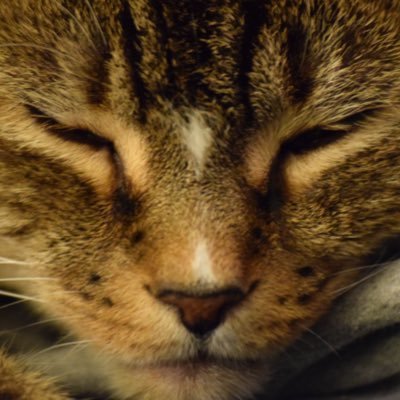 Profile Picture of Jeff (G)(old)(stein) (@MusiComedyTweet) on Twitter