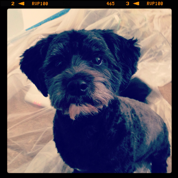 Amanda Defelice - Poshmark Profile Picture of Amanda Defelice (@ardefelice) on Poshmark