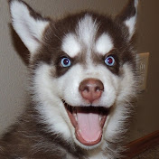 Profile Picture of Eight Is A Ruff Husky Family (@eightisaruff) on Youtube
