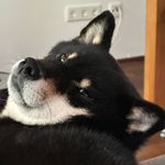 Profile Picture of Niho-Jil of Little Swift‘s (@kuroshiba.niho) on Instagram
