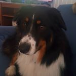 Profile Picture of Steve Shearer (@steve_shearer_) on Instagram