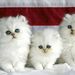 Profile Picture of Wilbur Garrisonlye (@wilburgarrisonlye1382) on Pinterest