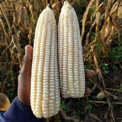 Profile Picture of John Maye (@JohnMay46400509) on Twitter