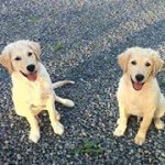 Profile Picture of Amy Whitehair Veltri (@veltriamy) on Instagram
