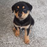 Profile Picture of oshlow (@oshlow_the_dog) on Instagram