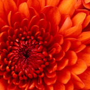 Profile Picture of Pablo Montero (@pablomontero9157) on Youtube