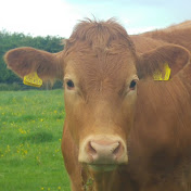 Mark Jelley - Youtube Profile Picture of Mark Jelley (@markjelley) on Youtube