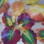 Profile Picture of Phyllis Roark (@phylroark) on Instagram