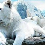 Profile Picture of nabil.saeed.927 (@nabil.saeed.927) on Instagram