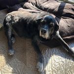 Profile Picture of Craig Scheffer (@schefferca) on Instagram
