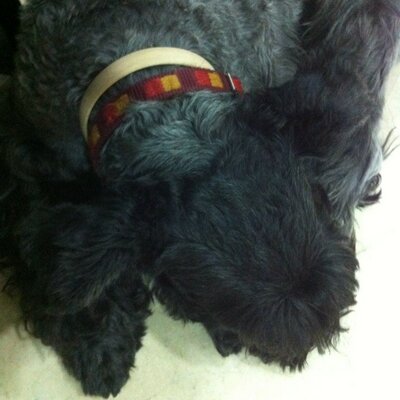 Profile Picture of Aura Vargas (@roca4213) on Twitter