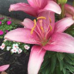 Profile Picture of Christian Leedom (@chrisleedom123) on Instagram