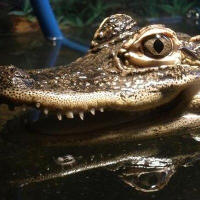 Profile Picture of Paul Rust (@CowlitzRescue) on Twitter