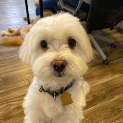 Profile Picture of Wei Wen Lim (@WeiWenLim23) on Twitter