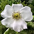Profile Picture of Rosa laevigataon Wikipedia
