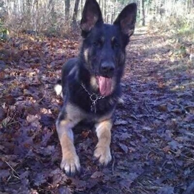 Profile Picture of Gary Hazlehurst (@gazza3868) on Twitter