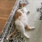 Profile Picture of Karl, Silver, & Tut Tut (@karl.silver.tut) on Instagram