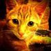 Profile Picture of Melanie Openshaw (@m0j056) on Pinterest