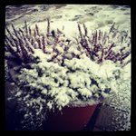 Profile Picture of Concepcion Melanson (@fireithium) on Instagram