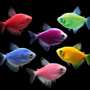 Profile Picture of Aaron’s Fish (@Aaronsfish) on Youtube