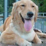 Profile Picture of Crystal Hsu (@hsu.crystal) on Instagram