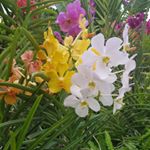 Profile Picture of Betty Stephenson Ashley (@bettystephensonashley) on Instagram