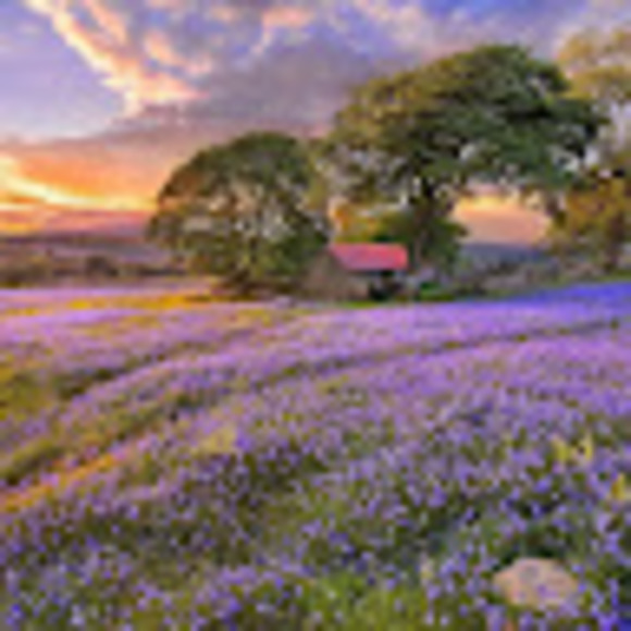 Profile Picture of Silver Aloe (@silvernaloe) on Poshmark