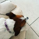 Profile Picture of Mia.Cucciola di Jeck Russel 🐶🐶 (@mia.russel.guarinoo) on Instagram