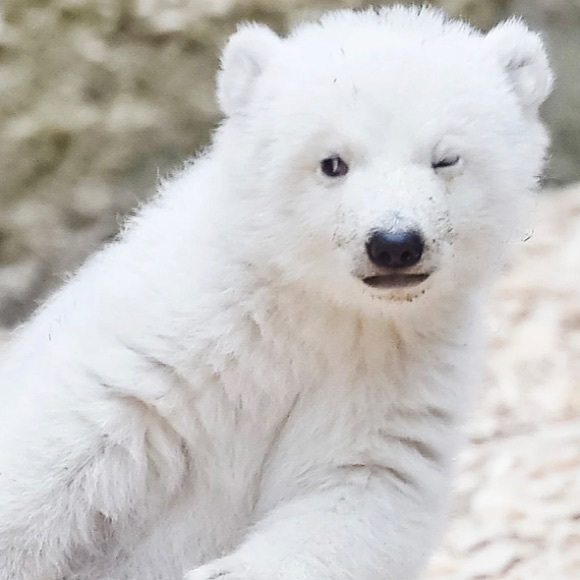 Profile Picture of Diana Halimah (@diana_halimah20) on Poshmark