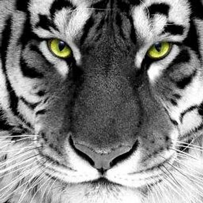 Profile Picture of Tony James Crabtree (@hatchet840) on Twitter