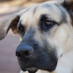 Profile Picture of Jenna M. (@stranger_ranger101) on Instagram