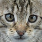 Profile Picture of Roland Striewski (@altmarkcatfindus) on Instagram