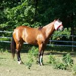 Profile Picture of Tracey Anderson Piccola (@traceypiccola) on Instagram