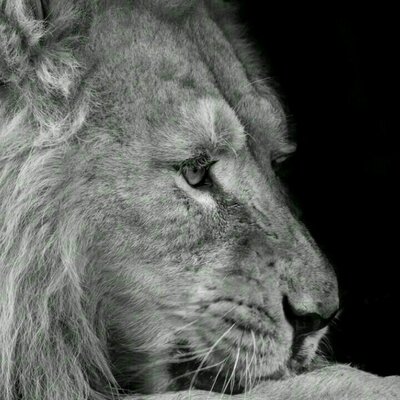 Profile Picture of Dan Cristea (@cristeadan18) on Twitter