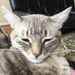 Profile Picture of Sabrina Lorrain Gordon (@casey_kittengaming) on Instagram