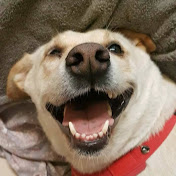 Profile Picture of Yu Chieh Chung (@yuchiehchung4460) on Youtube