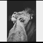 Profile Picture of Frasi Da Leoni🦁💋 (@lemigliorfrasi56) on Instagram