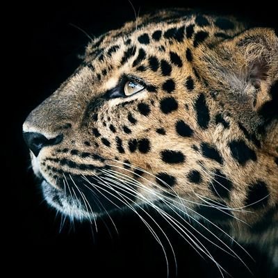 Profile Picture of Mulkim Jr (@JrMulkim) on Twitter